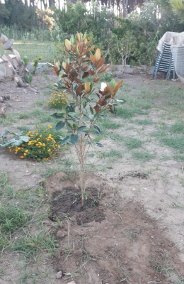 Rubata la magnolia bianca dedicata a Francesco Pio