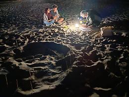 La meraviglia della natura:   nascono 23 Caretta Caretta