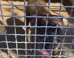 Aggressione del Mastiff,  Associazione Amici del cane: serve chiarezza 