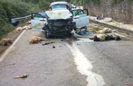 Centra un gregge che stava attraversando la strada, strage di pecore 