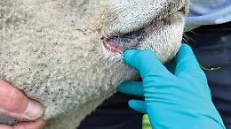 Blue Tongue, la Regione Lazio stanzia 300mila euro per sostenere gli allevatori ovicaprini