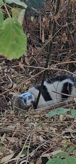 Gattino con la testa incastrata in un barattolo, la mobilitazione