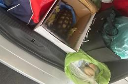 Tenta di riportarsi una tartaruga dalla Sardegna: multa salatissima
