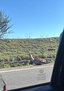 Cervo ferito sulla Pontina: chiusa una corsia verso Roma