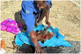 Uccide e seziona un cane, l'onorevole Brambilla: "Un crimine raccapriciante, si applichi con rigore la legge"

