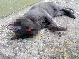Uccidono un gatto che infastidiva le galline, indagati un anziano e il figlio