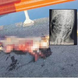 Labrador ucciso a colpi di fucile