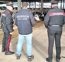 Documenti non in regola e sicurezza zero: denunciato titolare di allevamento