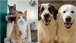 “Il Natale è a 4 zampe”: domenica l’Open Day del canile comunale di Latina