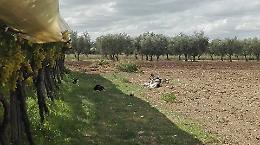 Animali da cortile sbranati: un branco di cani terrorizza aziende e allevatori 