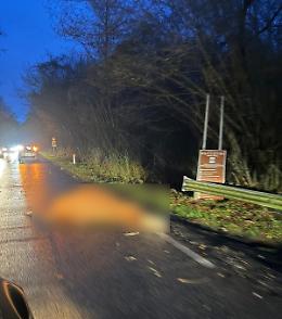 Mucca investita e uccisa ai Pratoni del Vivaro: incidente sulla strada di montagna