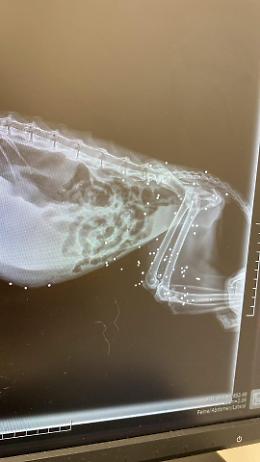 Gattina presa a fucilate ad Anzio, &egrave; in fin di vita