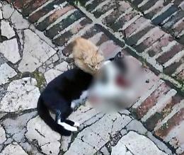 Gatta uccisa a sassate, orrore a Norma