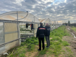 Caporalato, scattano i controlli: azienda agricola sospesa
