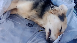 Cane senza vita trovato sul cofano di un'auto, interviene la guardia zoofila