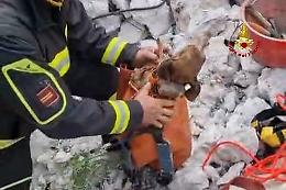 Gaeta, due cani salvati dai Vigili del Fuoco dopo giorni di lavoro
