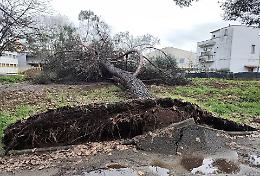 Pino caduto, l'allarme: &laquo;Senza una corretta gestione a rischio il 50% degli alberi di Aprilia&raquo;