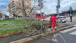 Aprilia, vento e pioggia, abbattuti altri alberi