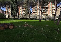 Alberi morti e malati nel parco Falcone e Borsellino, abbattuti 25 pini
