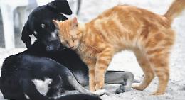 "Ora un Pet cemetery"