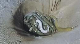 Blitz sul Fiume Sisto a Terracina, 10mila euro di multa ai pescatori di frodo