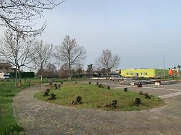 Progetto &ldquo;Ossigeno&rdquo;: piantumati oltre 100 alberi a Cisterna