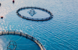 Indagine Goldfish, assolto l&rsquo;imprenditore Lococo: &ldquo;Il fatto non sussiste&rdquo;