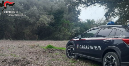 Sabaudia, taglio illegale nel Parco del Circeo: denunciati proprietari e direttore lavori