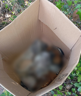 Orrore sulla Nettunense, due cani morti in uno scatolone abbandonato