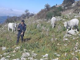 Al pascolo in un area con vincolo: scattano le sanzioni