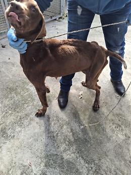 Cani salvati da catene e maltrattamenti: scatta denuncia e multa per il proprietario