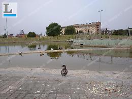 Latina "natura urbana" al Parco San Marco: passeggiata di oche e anatre