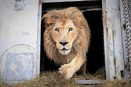 Coronavirus, il circo Orfei a Latina. Appello per gli animali