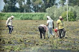 Caporalato nell'Agro pontino, interviene il minisro