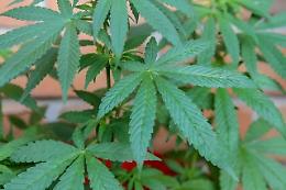 Gli italiani comprano sempre più spesso online (anche la cannabis legale)