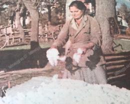 Quando nei campi di Littoria i coloni coltivavano il cotone