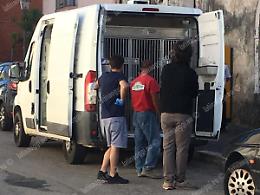 Cinquanta cani in un appartamento, l'intervento della Polizia Locale
