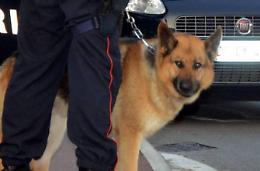 Perquisito in casa con i cani cinofili, trovato con l'hashish e denunciato