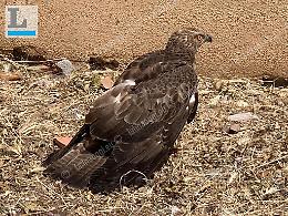 Un falco pecchiaiolo entra in un'abitazione: soccorso dai guardiaparco