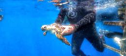 Le tartarughe Greta e Alive finalmente libere