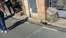 Gatti morti in strada, tra le ipotesi quella dell'avvelenamento