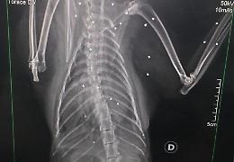 Usata per il tiro a segno, è morta la gattina crivellata dalla pistola ad aria
