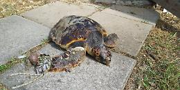 Rinvenuti in spiaggia diversi esemplari di caretta caretta morti