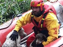 Tre cani salvati dai vigili del fuoco: doppio intervento