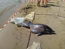 Delfino morto in spiaggia, sul corpo i segni dei morsi di uno squalo