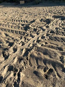 Caretta Caretta deposita le uova in spiaggia, la natura dà spettacolo