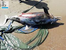 Ancora un delfino morto sulle spiagge del Lazio: triste scoperta a Nettuno