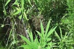 Piante di marijuana nel giardino di casa, scatta la denuncia per un 36enne