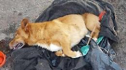 Latina, uccise il cane Lucky: condanna di otto anni confermata in Appello