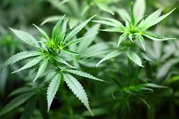 Una serra di marijuana dentro casa, arrestato